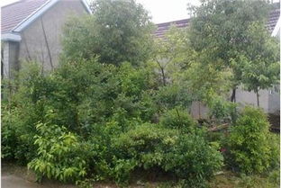 欢迎选购 5亩苗木、盆景、绿化种子紧急出售