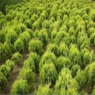 爱家园艺 洒金柏种子与松树苗优惠指南