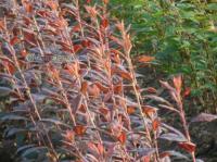 东北油松苗繁殖培育与栽培注意事项