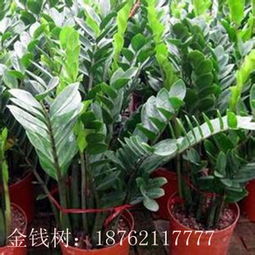 优质金钱树种子苗木及各类水生花卉直销基地