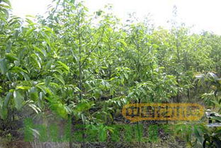 供应高品质乐昌含笑和墨紫含笑树苗种子