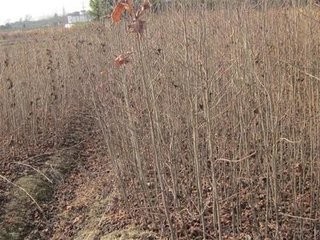 大量供应地径2-5公分枫香及造林小苗与种子，助力生态绿化与造林工程