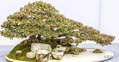 盆景营养土培养方法 种子与苗木的培育指南