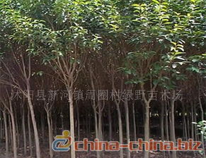 绿化工程苗木与种子苗木概述