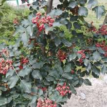 种子苗木 绿色产业的基石与发展前景