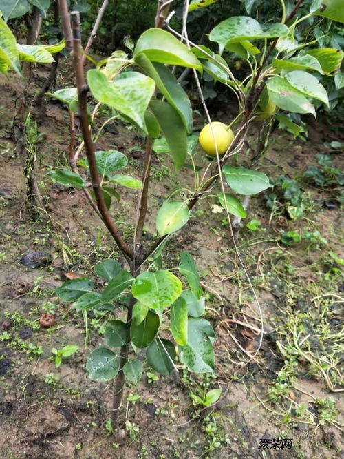 2公分梨树苗的避光栽培与储存方法