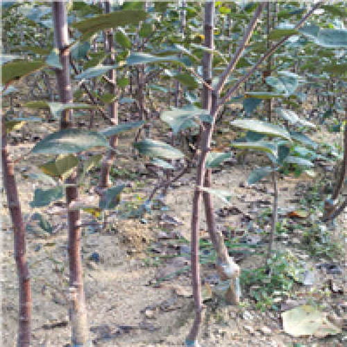 重庆苹果苗种植基地 专业批发优质苹果苗木