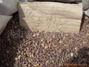 一站式花木种子与苗木采购指南 聚焦农苗网与供应商刘仰兵