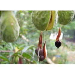 种下希望，收获未来 探索种子苗木的产业生态链