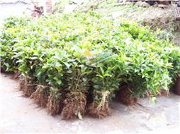 苗木与种子 培育绿色未来的基石