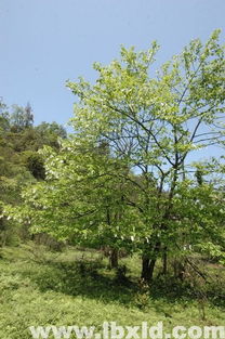 江西九江县林木种子 绿化与造林的优质苗木与种子供应商