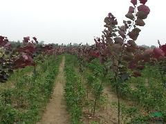 彩叶苗木与种子供应 为城市与庭院注入多彩生命力