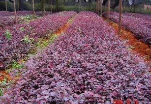 批发供应红继木等各类绿化苗木，价格透明，厂家直供