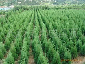 大成苗圃 蜀桧苗木专业供应商，提供多种规格及优惠价格指南