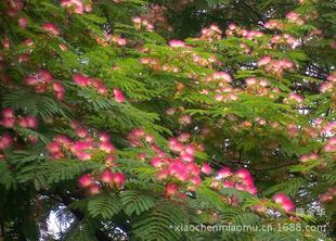 合欢树（绒花树）种子与苗木 打造生态绿意与园林景观的优选