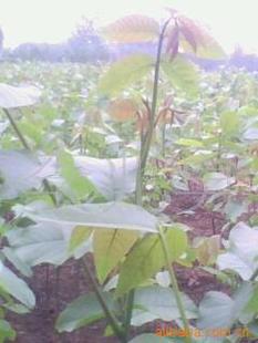 果树苗木、核桃苗木与种苗种植 绿色产业中的致富密码