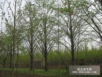 江苏徐州邳州市园兴银杏苗木基地 一站式采购多种规格银杏树与优质种子