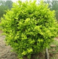 绿色生态建设一站式解决方案 江苏沭阳县舒晗园林苗木场产品全览