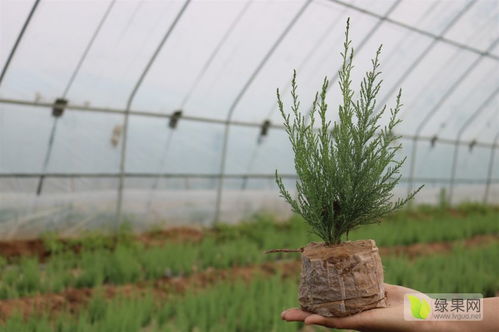 2020年绿化苗木市场行情 价格走势、品类分化与种子苗木发展机遇