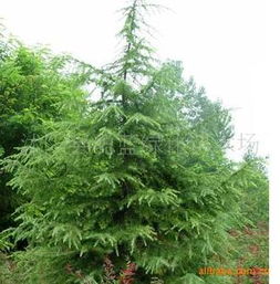 专业供应各类绿化苗木与草坪种子，打造理想生态空间