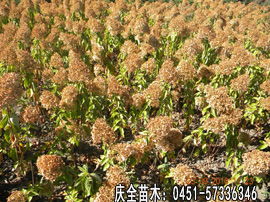 哈尔滨绿化优选 庆全苗木种子价格与规格详解