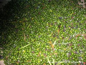 沭阳县梦馨源苗木园艺场 供应优质罗汉松种子，量大优惠，专业指导