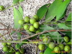 漳平市永福绿帆花木场 优质竹柏种子与筛盘苗专业供应