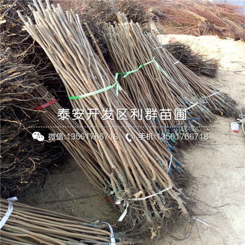 牛心柿子树苗选购指南 渠道、价格与种植要点