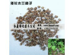 多花木兰种子价格、种植技术与市场供应——597苗木网专业指南