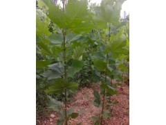 白皮松 从种子到绿化苗木的优质选择与市场供应