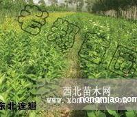 辽宁铁岭老郑苗圃 品质绿化苗木花卉一站式供应