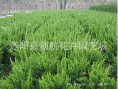 工程苗与绿化苗木特价出售 基地直供苗木花卉种子优惠促