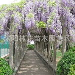 绿化苗木 乔木 灌木 花卉种子 草坪草籽沭阳金顺苗木场产品供应第19页