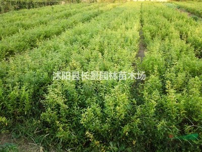 沭阳县长景园林苗木场 以种子苗木铸就绿色生态未来
