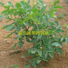 自然的起点 种子与苗木的智慧与力量