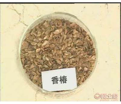 优质香椿与臭椿种子直销 从源头保障您的园林种植效益