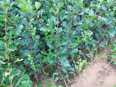 黑龙江牡丹江山里红苗木种子繁殖技术详解