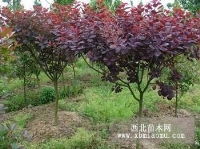 草坪 苗木 乔灌木 苗木种子等江苏 镇江句容可人草坪种植场产品供应第1页