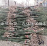 宿迁沭阳千花汇 园林绿化苗木新品供应（第6页）